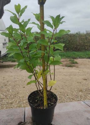 Гортензия метельчатая Прим Уайт, С1,5 Гортензия метельчатая Прим Уайт, С1,5 - Dolina-Sad.Ru