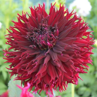 Георгина Кенора Макоп Георгина Кенора Макоп фото