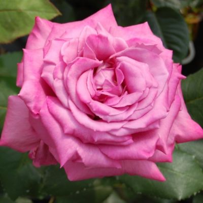 Роза Клод Брассер Роза Клод Брассер - Dolina-Sad.Ru