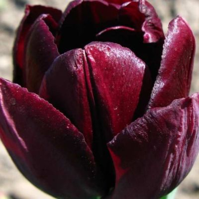 Тюльпан Блэкджек Тюльпан Блэкджек фото