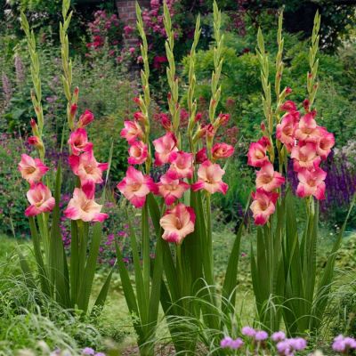 Гладиолус Априкот Бабл Гам - Dolina-Sad.Ru