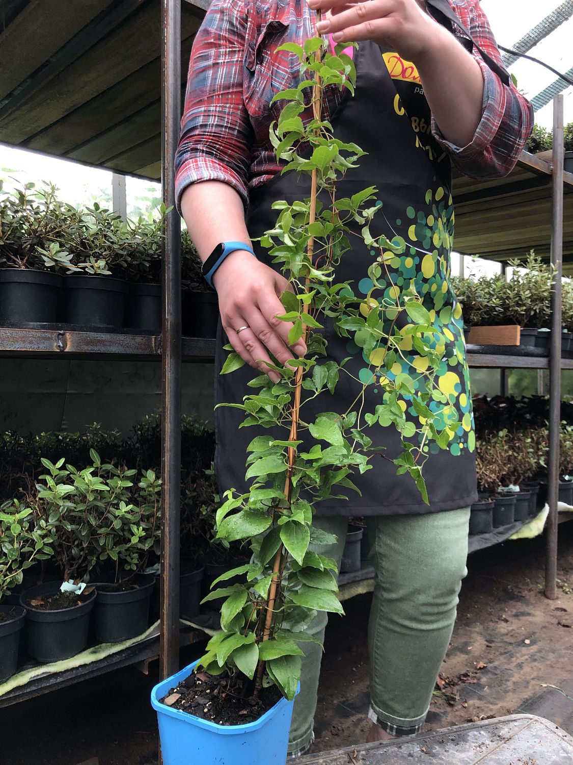 Клематис Х Ф Юнг Клематис Х Ф Юнг фото