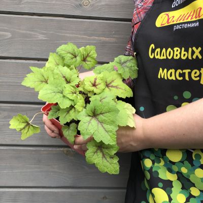 Гейхера Стоплайт Гейхера Стоплайт фото