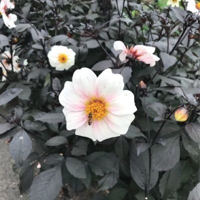 Георгина Бишоп оф Довер Георгина Бишоп оф Довер - Dolina-Sad.Ru