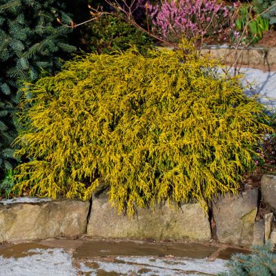 Кипарисовик горохоплодный Филифера Ауреа, С3 - Dolina-Sad.Ru