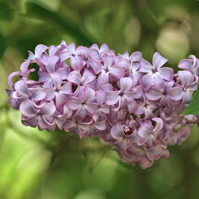 Сирень обыкновенная, С3 Сирень обыкновенная, С3 - Dolina-Sad.Ru