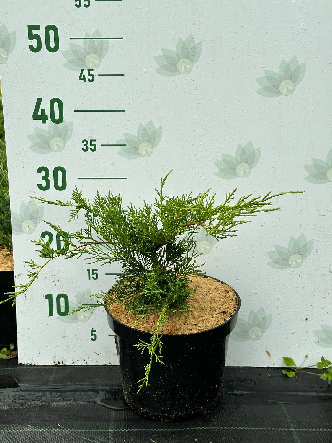 Можжевельник средний Голд Кост, С3 Можжевельник средний Голд Кост, С3 - Dolina-Sad.Ru