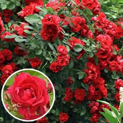 Роза Фламентанз Роза Фламентанз фото