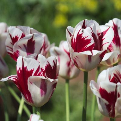 Тюльпан Гранд Перфекшн Тюльпан Гранд Перфекшн фото