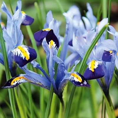 Ирис Гордон фото