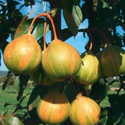 Груша Писанка Груша Писанка - Dolina-Sad.Ru