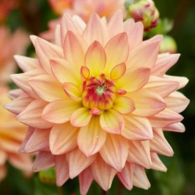 Георгина Мелоди Дора Георгина Мелоди Дора фото