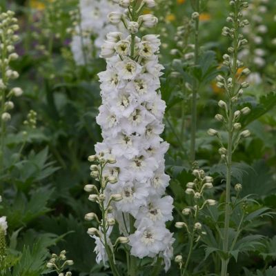 Дельфиниум Пур Вайт - Dolina-Sad.Ru