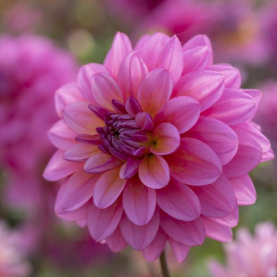 Георгина Будилл Георгина Будилл - Dolina-Sad.Ru