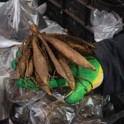 Георгина Карма Лагун Георгина Карма Лагун - Dolina-Sad.Ru