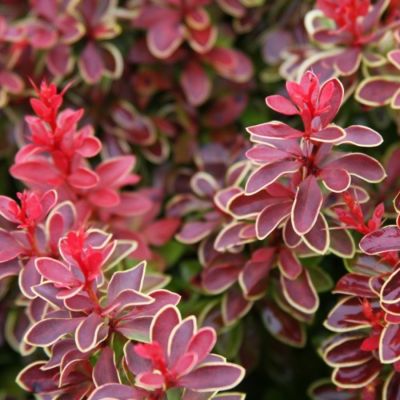 Барбарис Тунберга Чикита, С2 - Dolina-Sad.Ru