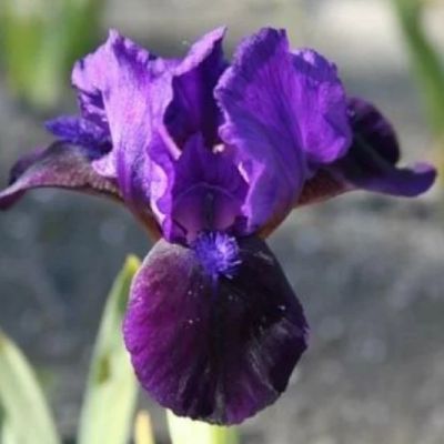 Ирис Литтл Шадоу Ирис Литтл Шадоу - Dolina-Sad.Ru