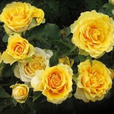 Роза Иллиос - Dolina-Sad.Ru