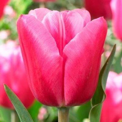 Тюльпан Джамбо Пинк Тюльпан Джамбо Пинк фото