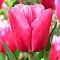 Тюльпан Джамбо Пинк Тюльпан Джамбо Пинк фото