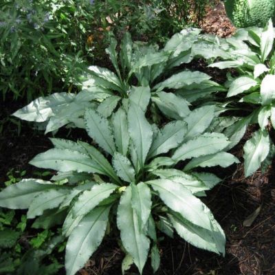 Медуница Маджести - Dolina-Sad.Ru