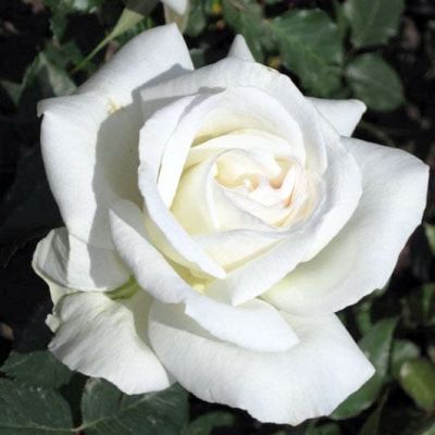 Роза Анна Пурна Роза Анна Пурна фото