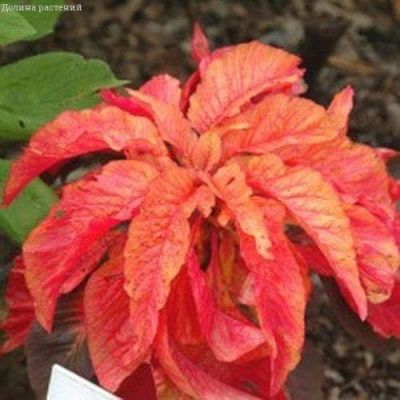 Амарант Совершенство Амарант Совершенство фото