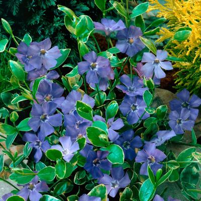 Барвинок малый Аргентеовариегата Барвинок малый Аргентеовариегата - Dolina-Sad.Ru