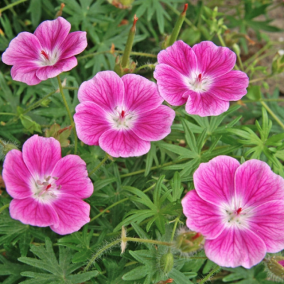 Герань кроваво-красная Эльке - Dolina-Sad.Ru