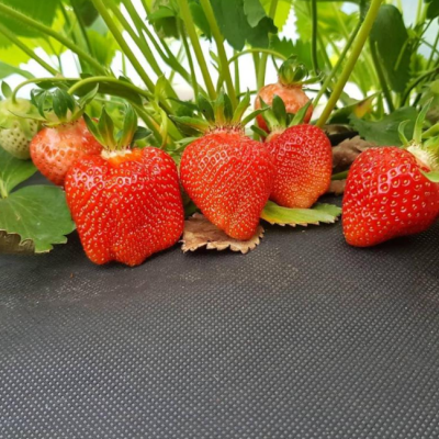 Клубника Азия/Среднеранняя фото