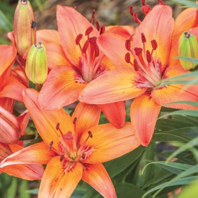 Лилия Абвилльс Прайд Лилия Абвилльс Прайд - Dolina-Sad.Ru