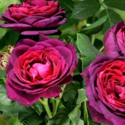 Роза Квинс Перфюм Роза Квинс Перфюм - Dolina-Sad.Ru