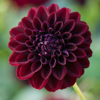 Георгина Ла Реколета - Dolina-Sad.Ru