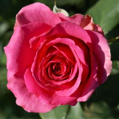 Роза Тенге Венге - Dolina-Sad.Ru