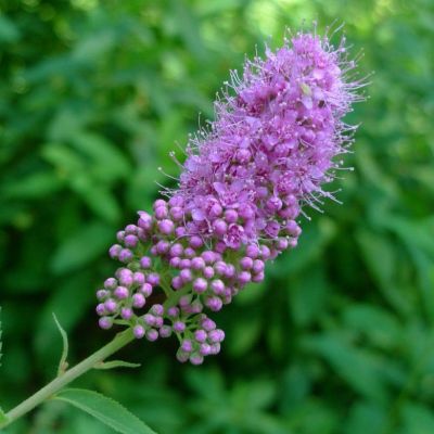 Спирея Дуглас, С3 - Dolina-Sad.Ru