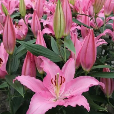 Лилия Катемака - Dolina-Sad.Ru