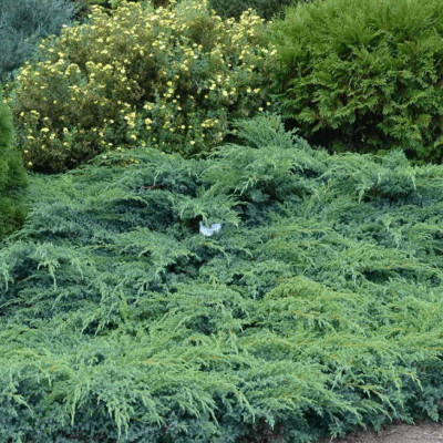 Можжевельник чешуйчатый Хуннеторп, С3 Можжевельник чешуйчатый Хуннеторп, С3 - Dolina-Sad.Ru