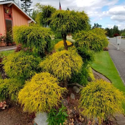 Кипарисовик горохоплодный Филифера Ауреа, С3 - Dolina-Sad.Ru