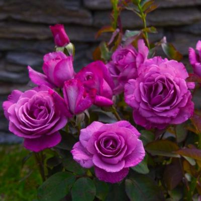 Роза Лила Вандер Роза Лила Вандер - Dolina-Sad.Ru