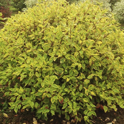 Дерен белый Гоучаулти Дерен белый Гоучаулти фото