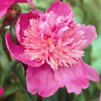 Пион Себастьян Мас - Dolina-Sad.Ru