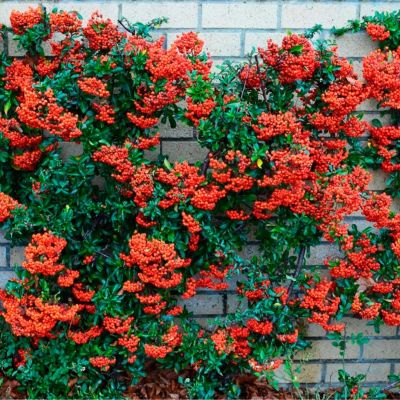 Пираканта Ред Колумн Пираканта Ред Колумн - Dolina-Sad.Ru