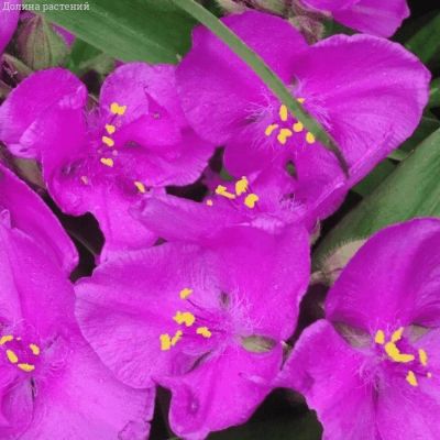 Традесканция андерсона Карминглут - Dolina-Sad.Ru