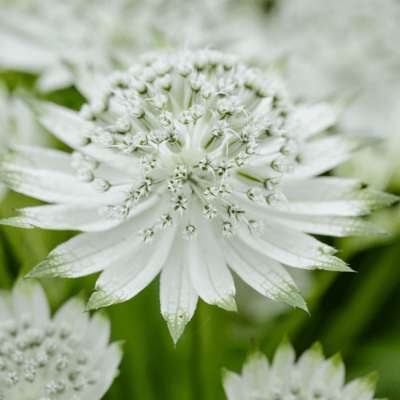 Астранция Вайт Ангел , С1,5 фото