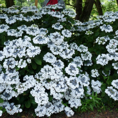 Гортензия крупнолистная Либелле Гортензия крупнолистная Либелле фото