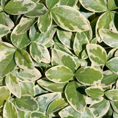 Барвинок малый Аргентеовариегата Барвинок малый Аргентеовариегата - Dolina-Sad.Ru