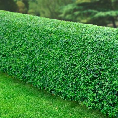 Бирючина обыкновенная Лига Бирючина обыкновенная Лига - Dolina-Sad.Ru