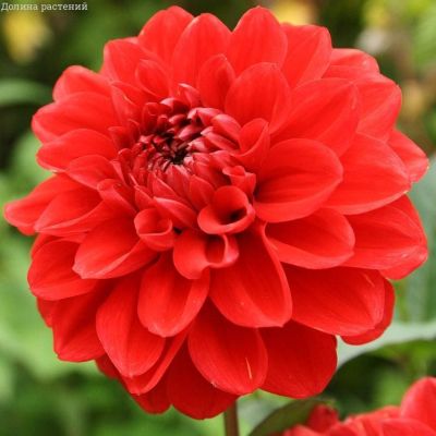 Георгина Арнхем Георгина Арнхем фото