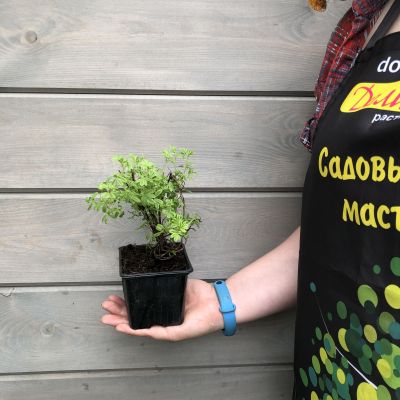 Лапчатка кустарниковая Ред Робин Лапчатка кустарниковая Ред Робин фото