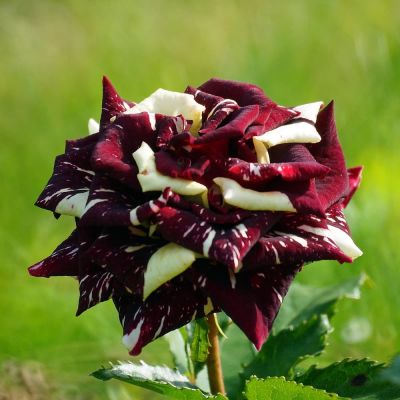 Роза Абракадабра фото